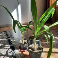 گل برگ موزی|گل و گیاه طبیعی|کرمان, |دیوار