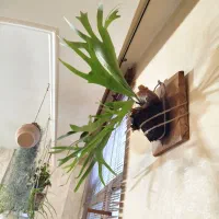 گیاه طبیعی شاخ گوزنی