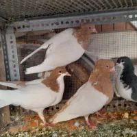 کبوتر|پرنده|شیراز, کوشک میدان|دیوار