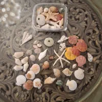 پک 19 مدل صدف و یک مدل ستاره زیبا و خوشرنگ اقتصادی|صنایع دستی و سایر لوازم تزئینی|تهران, تهرانپارس جنوبی|دیوار