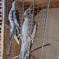 طوطی عروس|پرنده|نکا, |دیوار