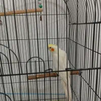 عروس هلندی نر|پرنده|بجنورد, |دیوار