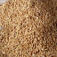 گندم بذری دیم آذر 2 فروش فوری|عمده‌فروشی|کنگاور, |دیوار