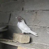 نر کله سرخ مهر