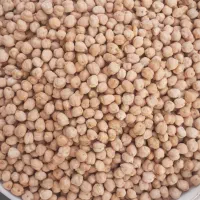 نخود مخصوص کاشت