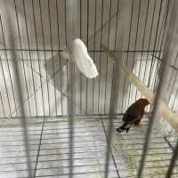 جفت فول اورنج روی تخم|پرنده|تهران, نعمتآباد|دیوار