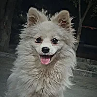 پامرین روباهی