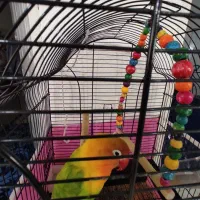 جوجه برزیلی|پرنده|بومهن, |دیوار