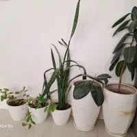 فروش گل های طبیعی