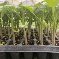 انواع نشا صیفیجات