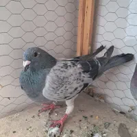 جفت پلاکی درجه یک معاوضه
