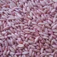 گندم اماده کاشت ۲۷