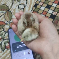 150تا جوجه 2روزه