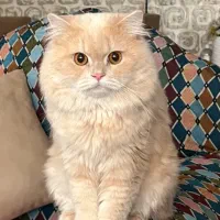 گربه گمشده (مژدگانی نفیس)