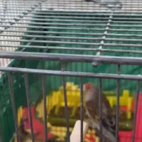 سهره قناری بخون