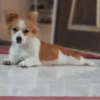 سگ گم شده..|سگ|سنندج, |دیوار
