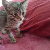 تعدادی بچه گربه خوشگل و ناز واگذاری رایگان