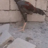 سلام خرس لاری