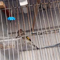 سره نر خراسان