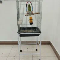 طوطی ملنگوسخنگو|پرنده|قشم, |دیوار