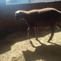 بره نر کیلو نیست بشرط|حیوانات مزرعه|گرگان, |دیوار