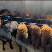 بره نر گوشتی