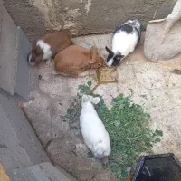 خرگوش