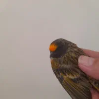 گلبسر  سهره قناری|پرنده|تهران, افسریه شمالی|دیوار