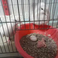 کبوتر تزئینی