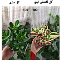 حراج واقعی گل و گیاه به علت کمبود جا|گل و گیاه طبیعی|قائن, |دیوار