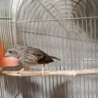 یاسمین طوسی