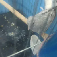 کبوتر قفسی|پرنده|بندر ماهشهر, |دیوار