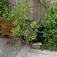 گل طبیعی|گل و گیاه طبیعی|کنارک, |دیوار