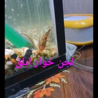 اکواریوم با ماهی و لوازم|ماهی|تهران, خانی‌آباد نو|دیوار