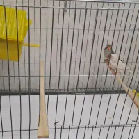 فنچ مولد خانگی درجه یک