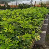 اجاره گلخانه فعال ۱۰۰۰متری در زمین ۲۷۰۰متری