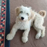 سگ پا کوتاه ۳ واگذاری