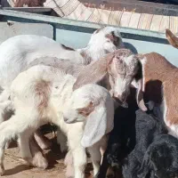 بزغاله‌شیری