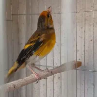 سهره قناری سره قناری