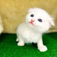 نژاد های اصیل و لوکس در m.k pet