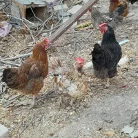 تعداد ۶ عدد مرغ جوان