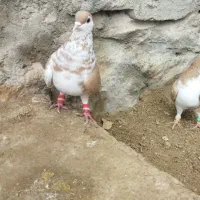 کبوتر بوم|پرنده|مشهد, سمزقند|دیوار