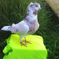 سه کبوترپرنده لشت نشا