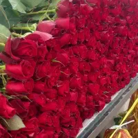 استخدام نیرو/کارگر گلخانه شاهنامه