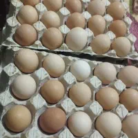 تخم مرغ محلی