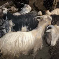 19 راس تیربز ورگون  و یک عدد بعده|حیوانات مزرعه|اندیکا, |دیوار