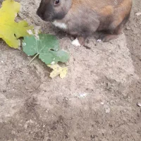 خرگوش|موش و خرگوش|مینودشت, |دیوار