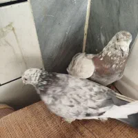 کبوترسوسگی