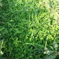 ترش واش باغ چای وسبزی خورد شده|حراج|لنگرود, |دیوار