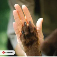 استخدام منشی خانم در کلینیک دامپزشکی (شیفت گردشی )